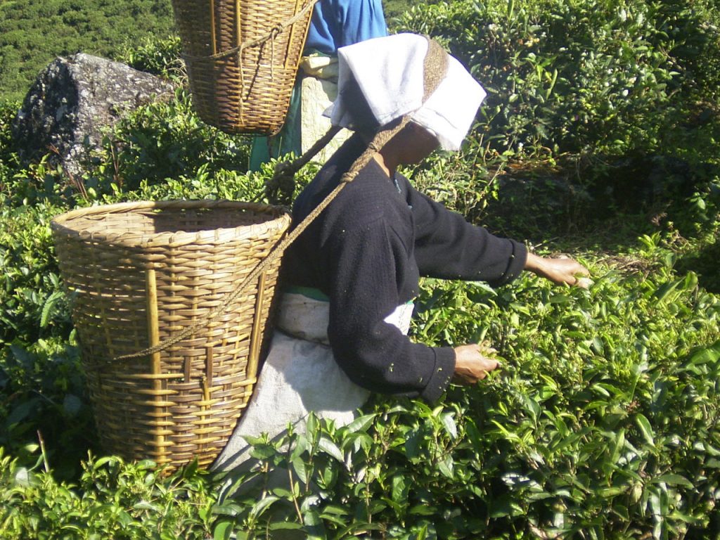 Losse thee - Master's Tea & Coffee - losse thee